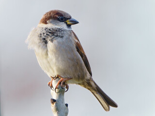 Sparrow bird perched in a tree