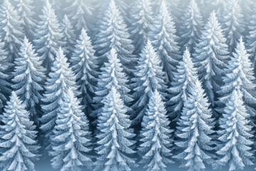 Frozen winter forest, dense rows of snow-covered evergreen trees