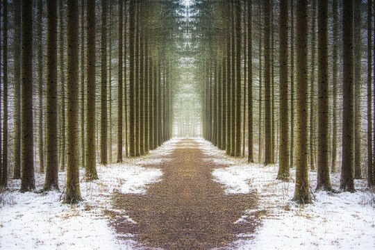 A symmetrical forest path, lined with tall trees, covered in snow The path leads to a light-filled center