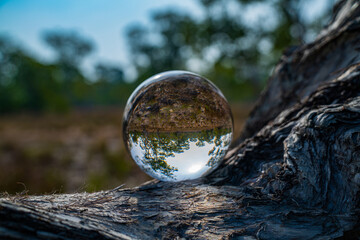 A unique and beautiful image of a tree in a crystal ball with branches revealing twisted trunks and green trees under a blue sky and a savannah atmosphere. natural landscape reflected a crystal ball