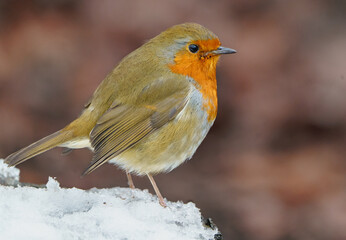 Beautiful robin perched