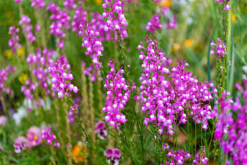 散歩の途中で見つけた春の光景