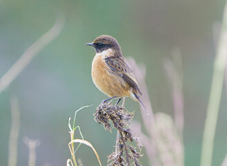 A stone chat perched 