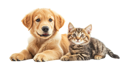 Adorable Golden Retriever Puppy and Tabby Cat Sitting Together in Heartwarming Moment