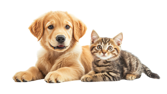 Adorable Golden Retriever Puppy and Tabby Cat Sitting Together in Heartwarming Moment