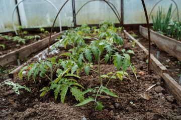 Tomato plants are currently growing and thriving effectively in a greenhouse environment, which...