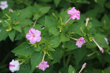 flower of a tree