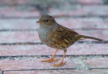 A dunnock perched
