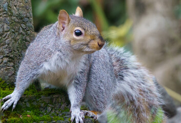 Grey squirrel in nature