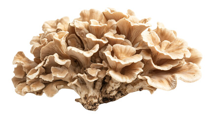 Fresh Maitake Mushroom Isolated on White Background for Food Photography and Cooking Blogs