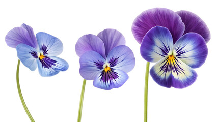 set of purple and blue pansy flowers isolated on white background PNG. AI GENERATED
