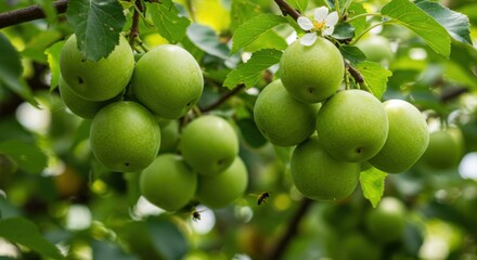 Cluster of green apples on a tree branch