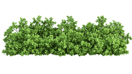 Obraz premium Fresh Parsley Herb Isolated on White Background for Culinary Design