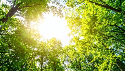 Fototapeta premium Sunlight filtering through lush green forest canopy nature scene daytime tranquil environment ground view serenity