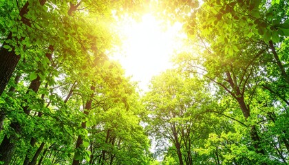 Sunlight filtering through lush green trees in a vibrant forest nature scene tranquil environment upward view