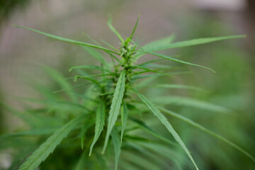 Close-up view of cannabis grow up on field