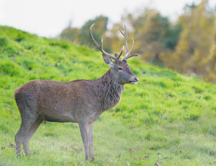 Deer in the wild
