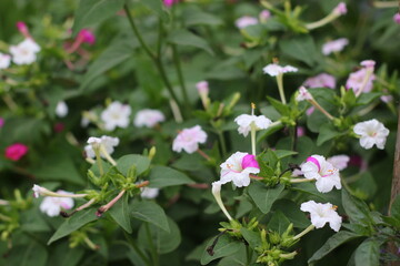 Obraz premium flower of a tree