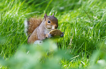 Grey squirrel in nature