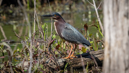 Green Heron hunting for a meal