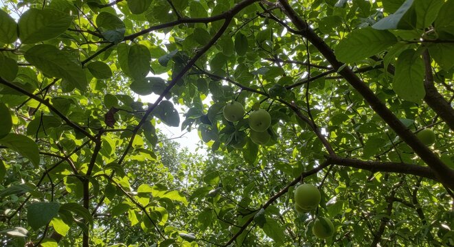 Green foliage canopy overhead view