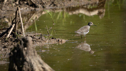 Solitary Sandpiper on the lake
