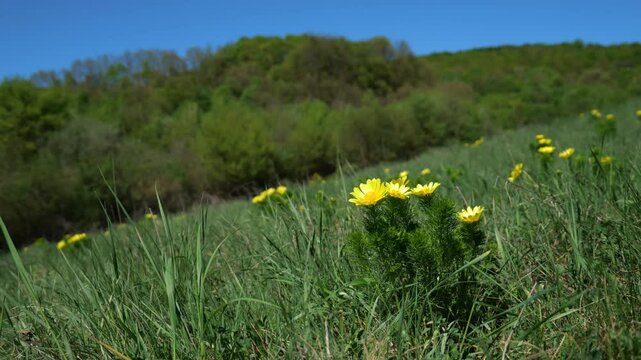 Adonis vernalis blooming in spring meadow under clear blue sky.