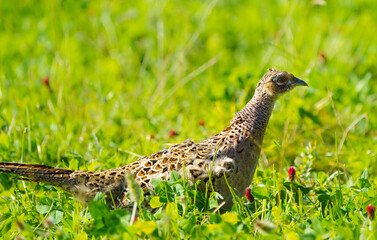 A pheasant 