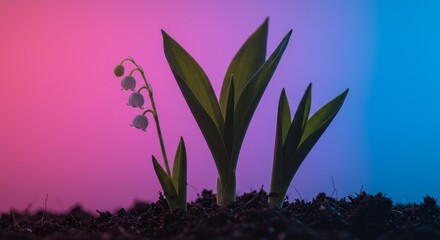 Lily of the valley emerging from soil with glowing background