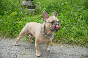 Fawn French Bulldog, wearing a prong collar and leash, stands on pavement with its tongue out, against a green grass backdrop