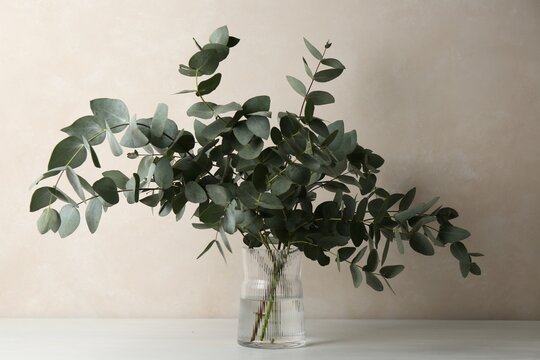 Beautiful eucalyptus branches in vase on table near light grey wall indoors