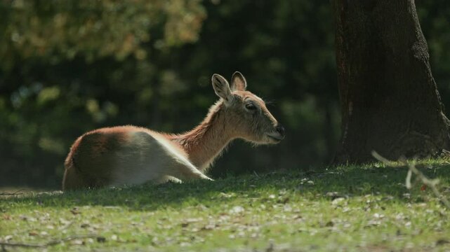 Lechwe antelope resting peacefully under a tree