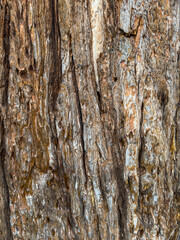 close-up of sequoia tree bark with intricate textures and natural patterns. wooden texture background. tree bark surface. rough texture