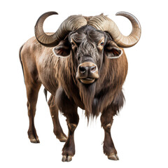 Naklejka premium Buffalo isolated on white background.png