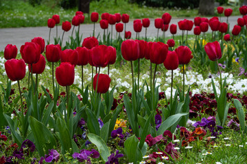 Vibrant flower bed filled with numerous bright red tulips interspersed with colourful pansies and small white flowers