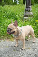 Fawn French Bulldog with a prong collar and leash stands on a paved path near green grass and a lamppost on an overcast day