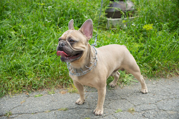 Happy fawn French Bulldog with a prong collar and leash stands on a cracked pavement with lush green grass in the background