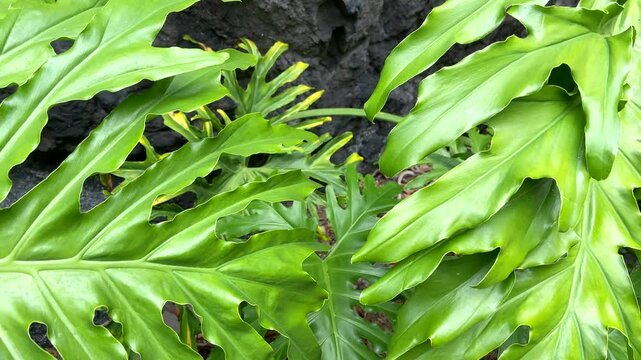 Thaumatophyllum bipinnatifidum or Split-leaf philodendron tropical plants on a lava stone wall background in Garachico,Tenerife,Canary Islands,Spain,4K