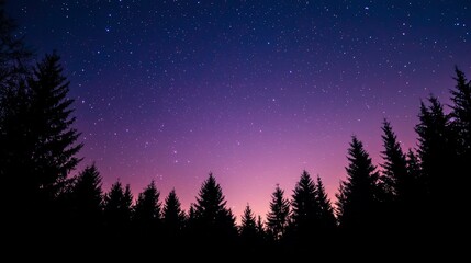Fototapeta premium Silhouetted trees, starry night sky