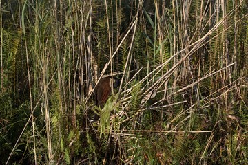 bird in savanna, animal of africa