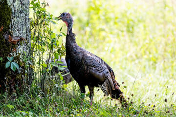 Wild Turkey