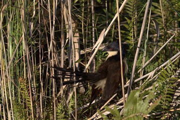 bird in savanna , Animal of africa