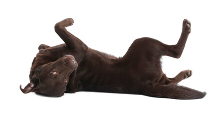 Cute dog on white background. Lovely pet