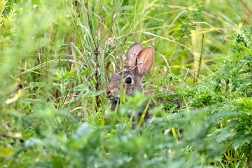 Eastern Cottontail