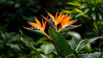 Vibrant bird of paradise blossoms
