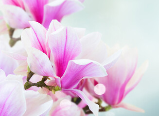 Obraz premium twig with blooming pink magnolia flowers close up over blue background