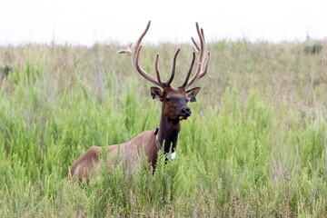 Elk