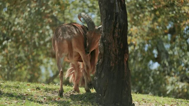 Barbary sheep scratching its back on a tree