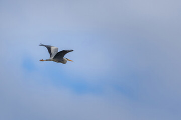Great blue heron in full flight
