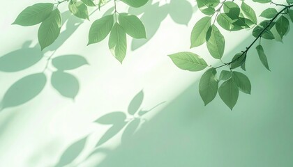 Nature's tranquility green leaves and shadows serene environment minimalist photography